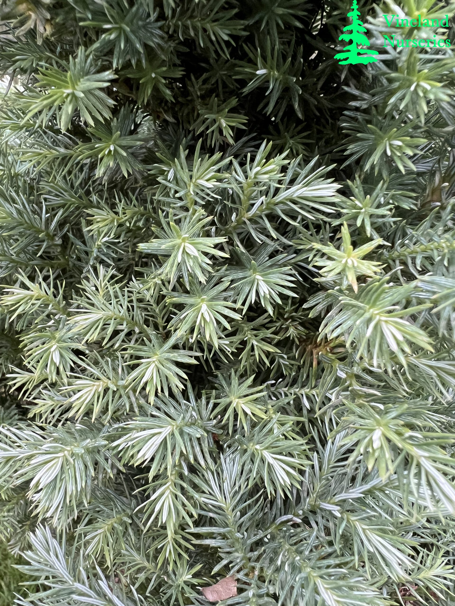 Chamaecyparis Pisifera Baby Blue Ice 2