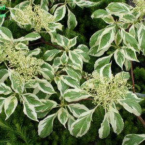 Cornus Controversa Variegata