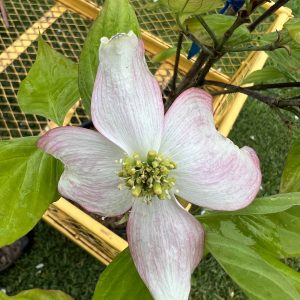 Cornus Florida Pumpkin Patch
