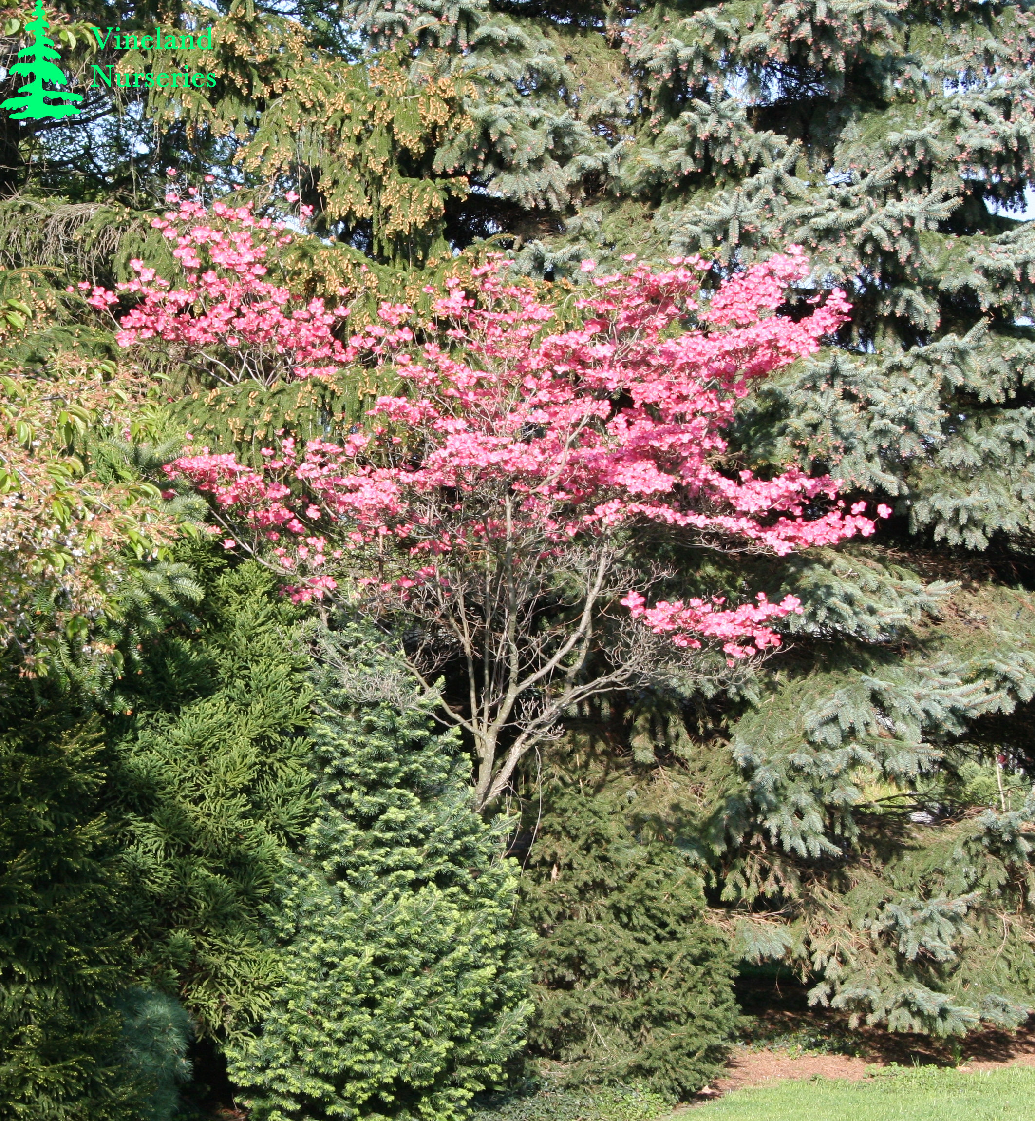 Cornus Florida Rubra 1