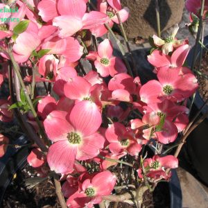 Cornus Florida Rubra 2