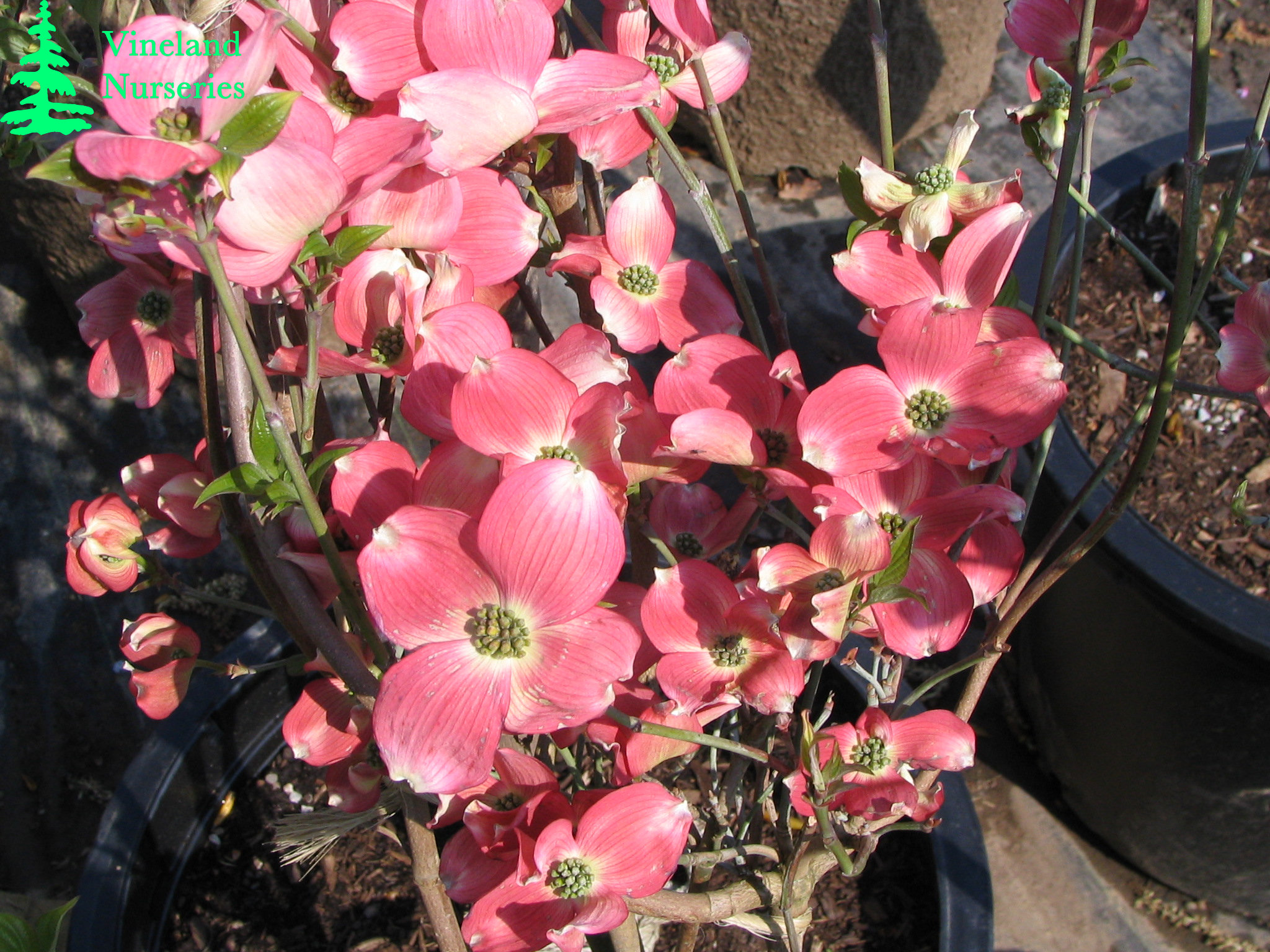 Cornus Florida Rubra 2