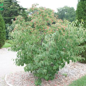Cornus Kousa Chinensis 1
