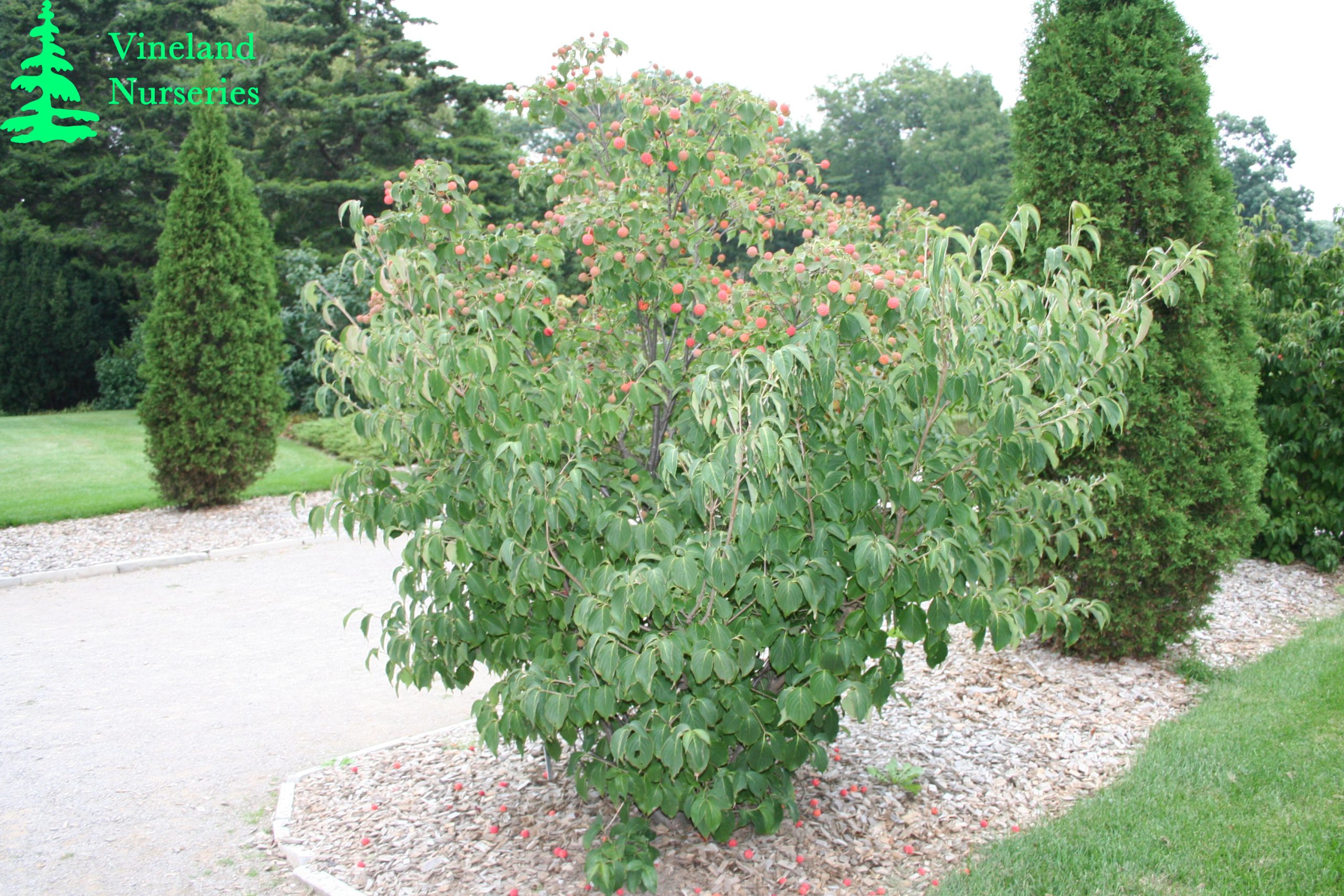 Cornus Kousa Chinensis 1