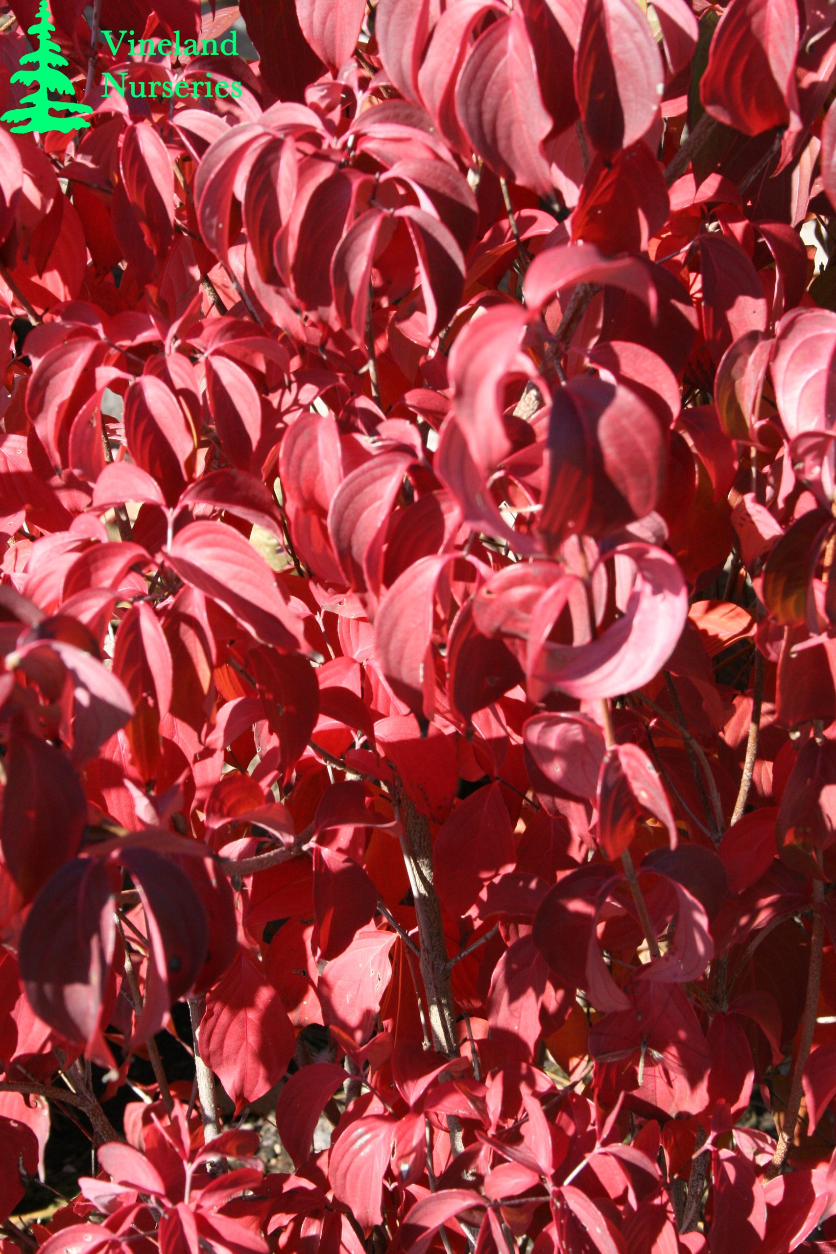 Cornus Kousa Chinensis 2