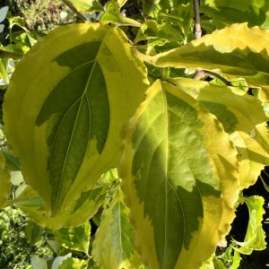Cornus Kousa Lemon Ripple 1