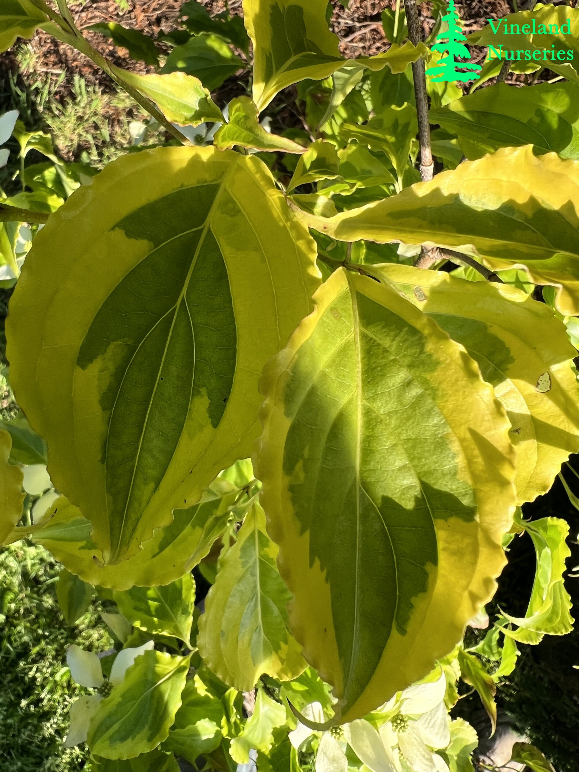 Cornus Kousa Lemon Ripple 1