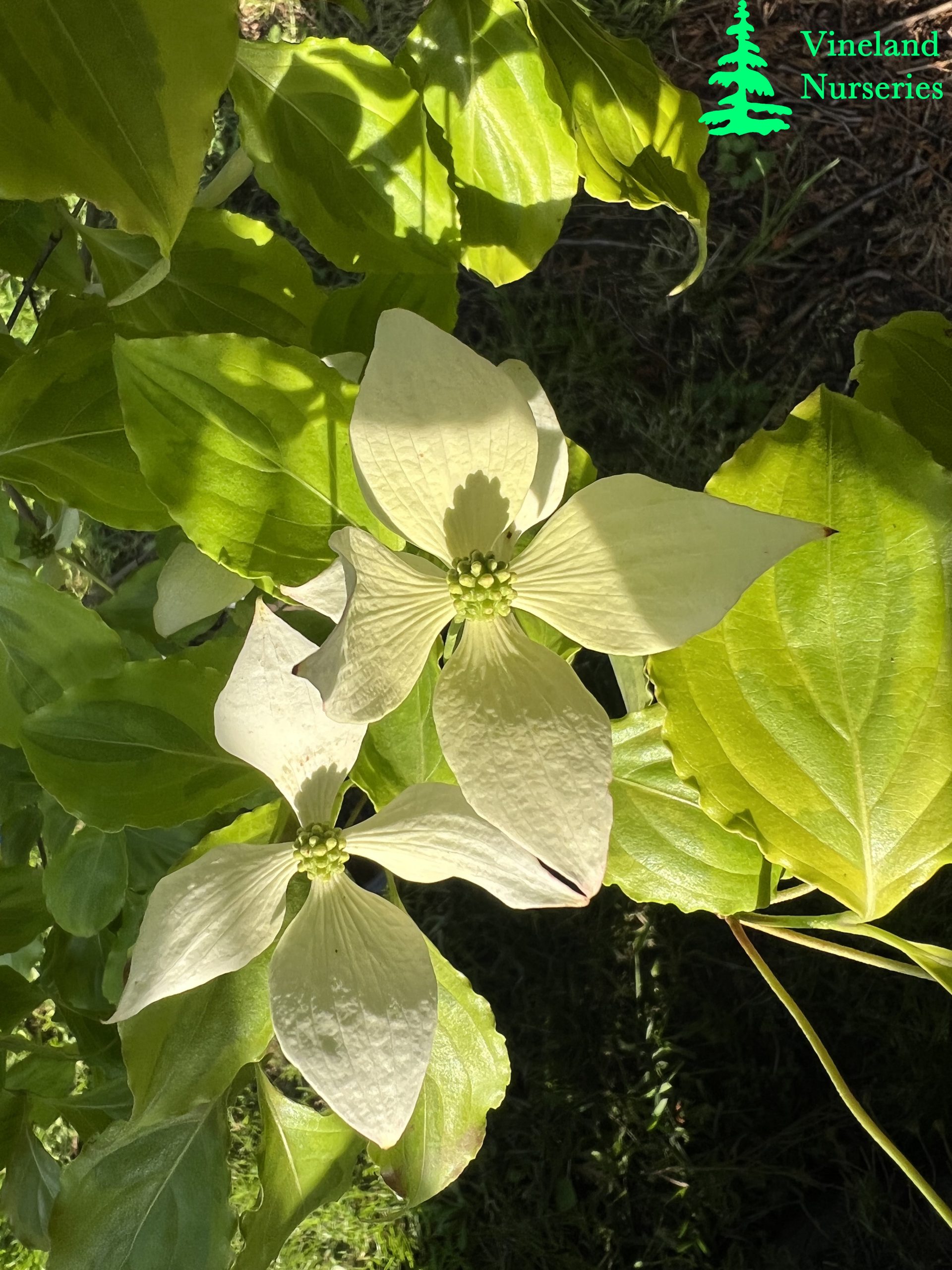 Cornus Kousa Lemon Ripple 2