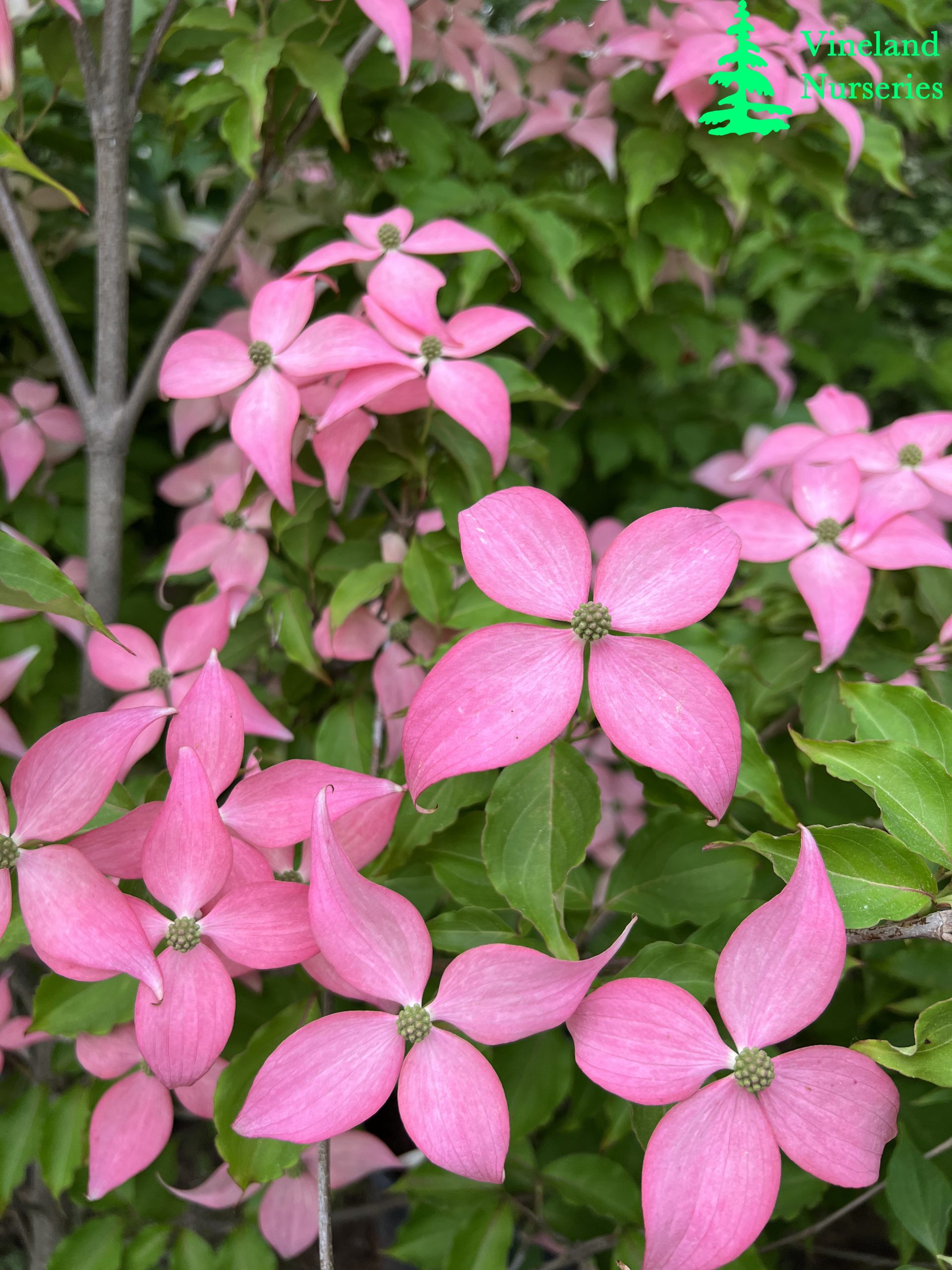 Cornus Kousa Scarlet Fire