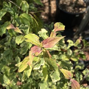 Cornus Kousa Summer Games 1