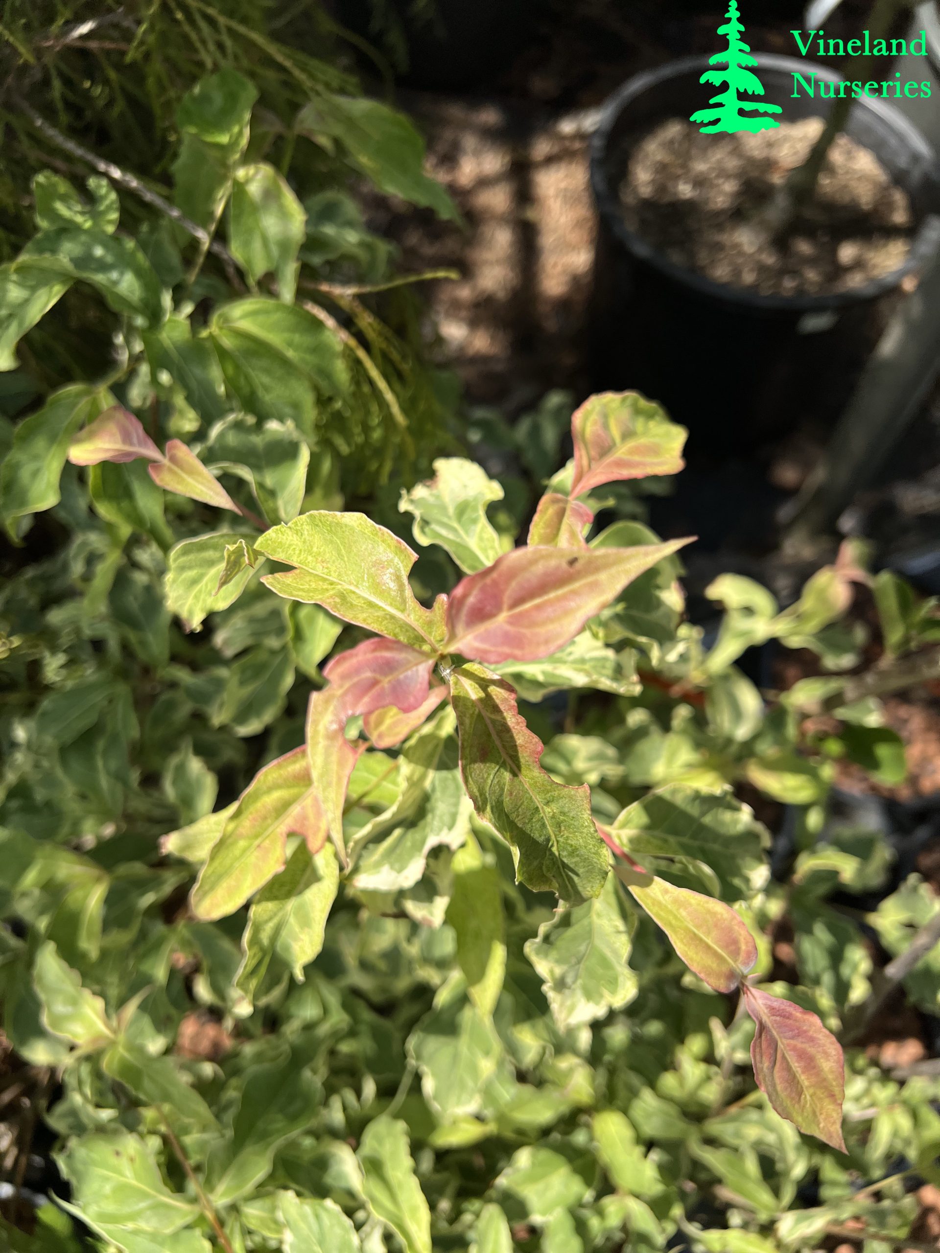 Cornus Kousa Summer Games 1