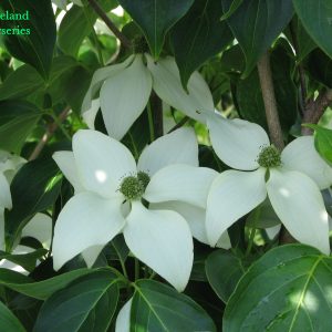 Cornus Kousa Temple Jewel