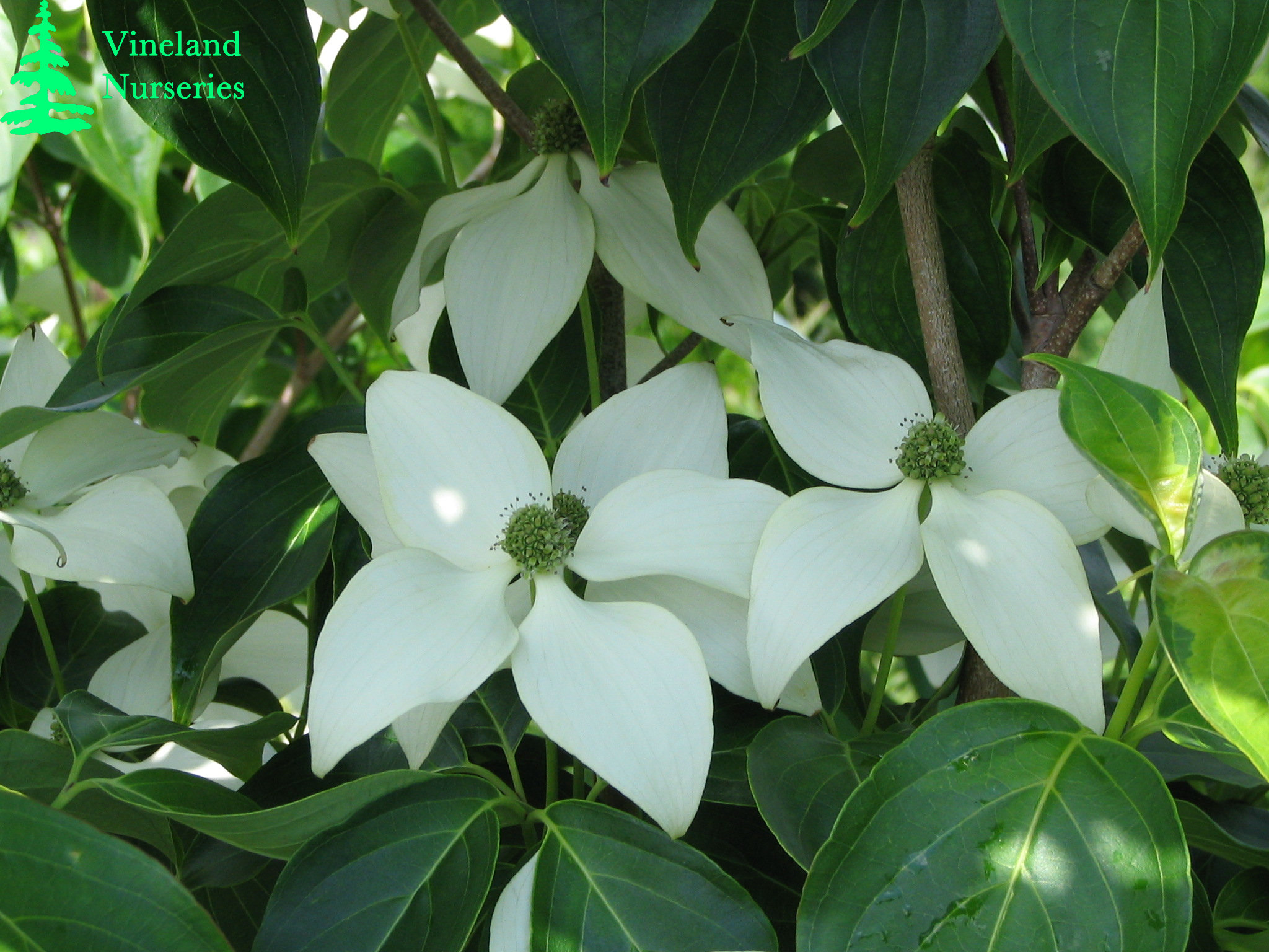 Cornus Kousa Temple Jewel