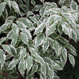 Cornus Kousa Wolf Eyes