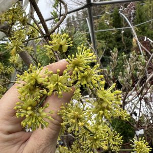 Cornus Mas Variegata