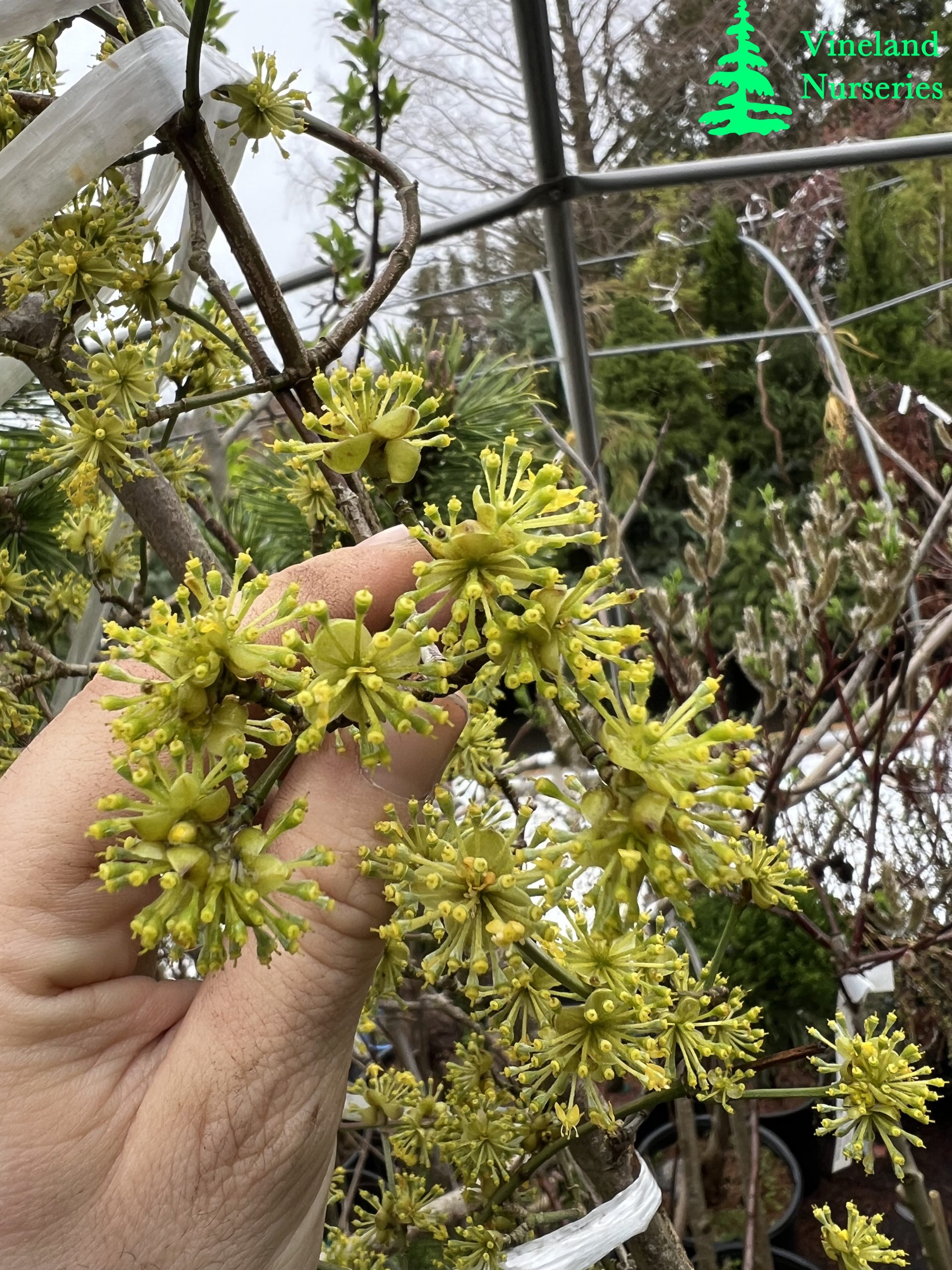 Cornus Mas Variegata
