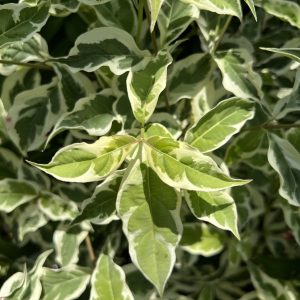 Cornus X Variegated Stellar Pink 1
