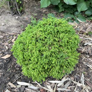 Cryptomeria Japonica Ryoku Coyokyu