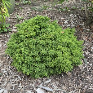 Cryptomeria Japonica Tansu