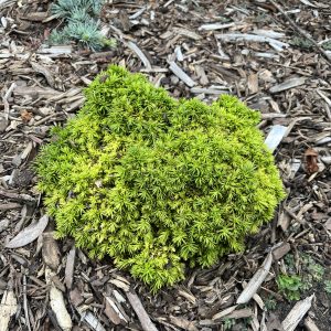 Cryptomeria Japonica Tenzan
