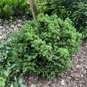 Cryptomeria Japonica Vilmoriniana
