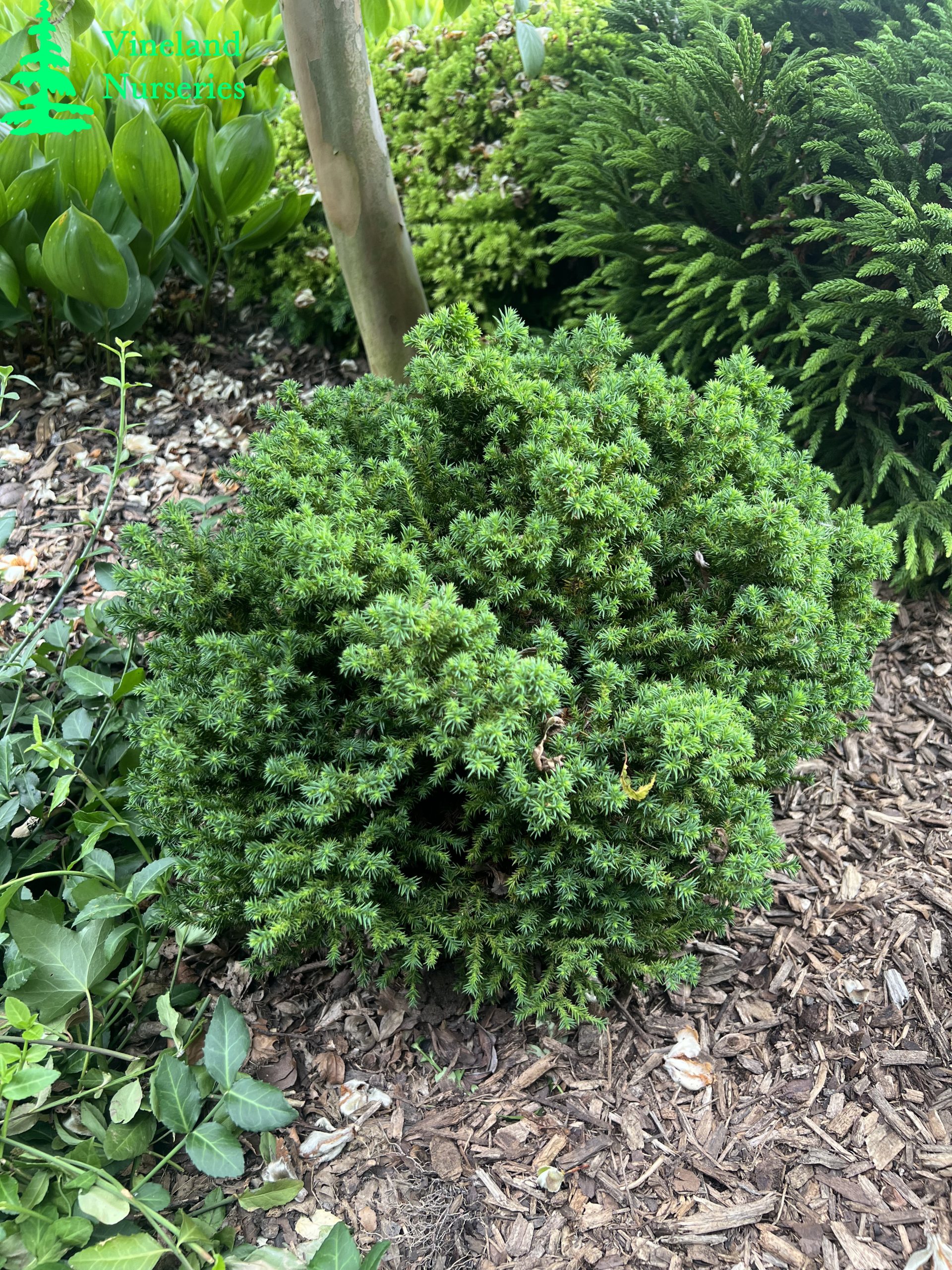 Cryptomeria Japonica Vilmoriniana