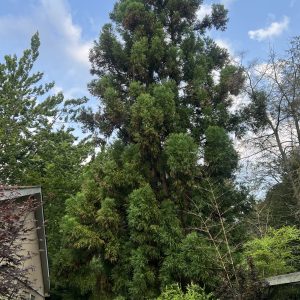 Cryptomeria Japonica Yoshino