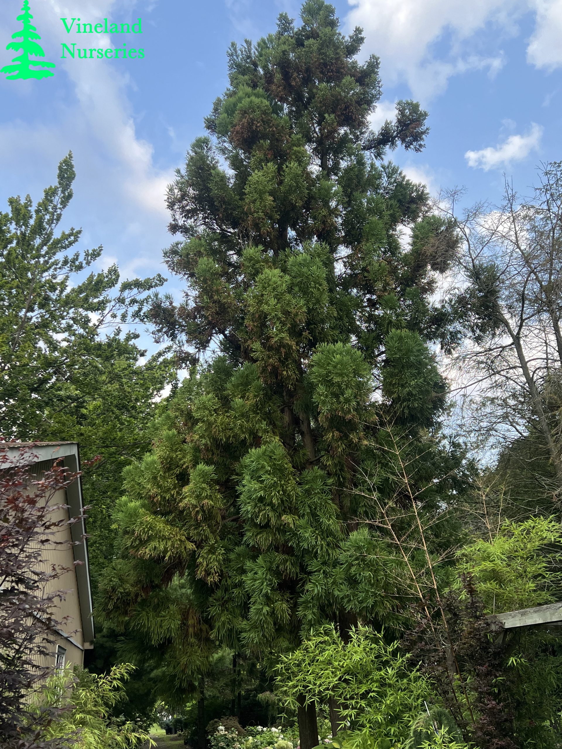 Cryptomeria Japonica Yoshino