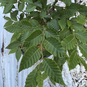 Fagus Crenata 1