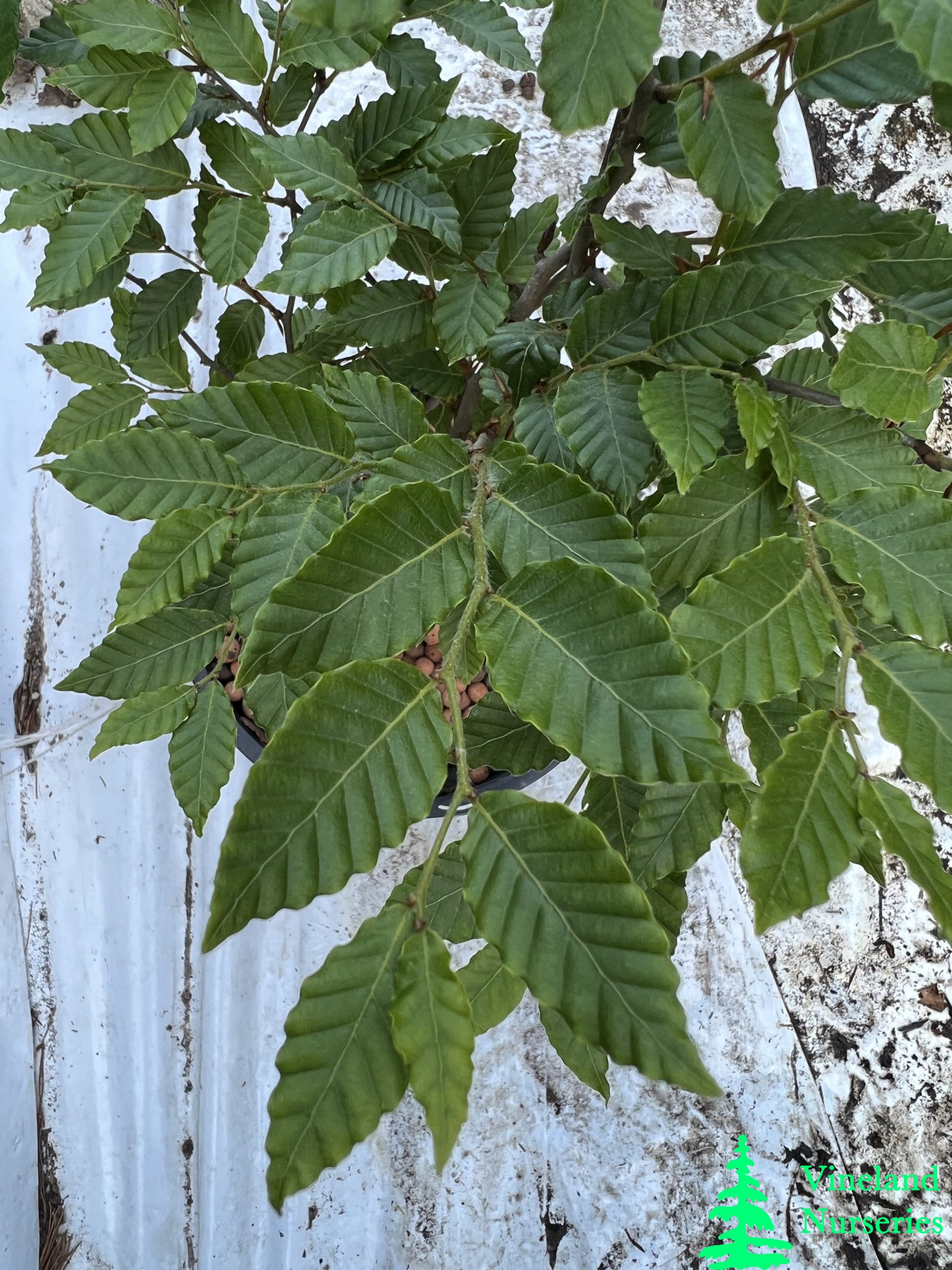 Fagus Crenata 1