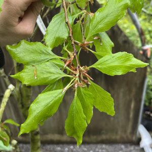 Fagus Sylvatica Cochleata