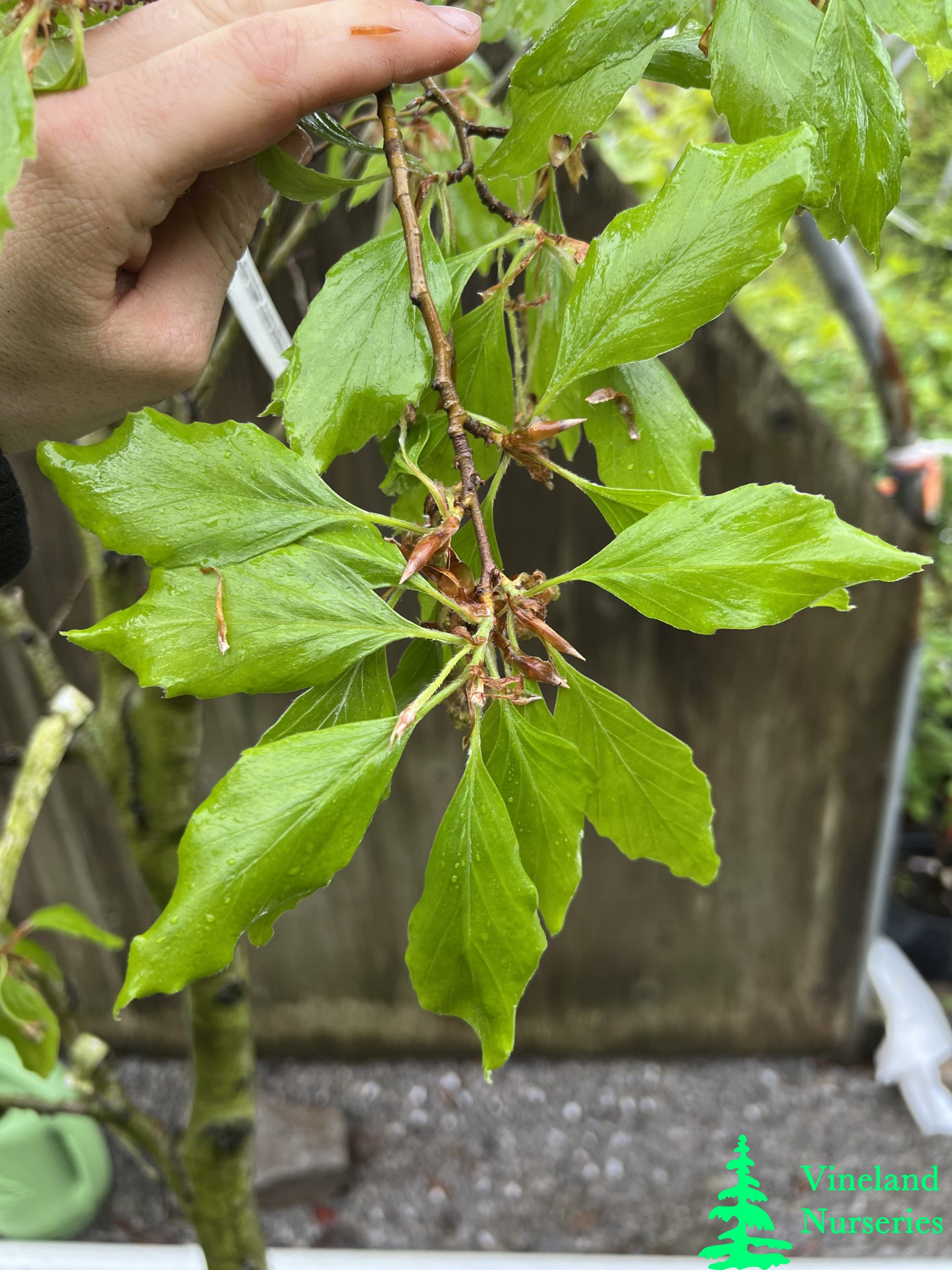Fagus Sylvatica Cochleata