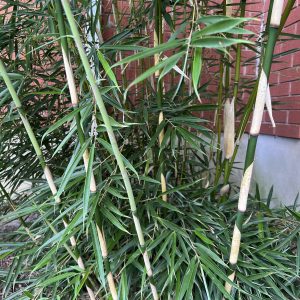 Fargesia Robusta Campbell 2