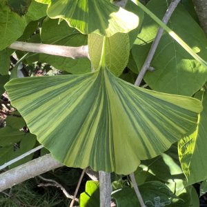 Ginkgo Biloba Roswitha