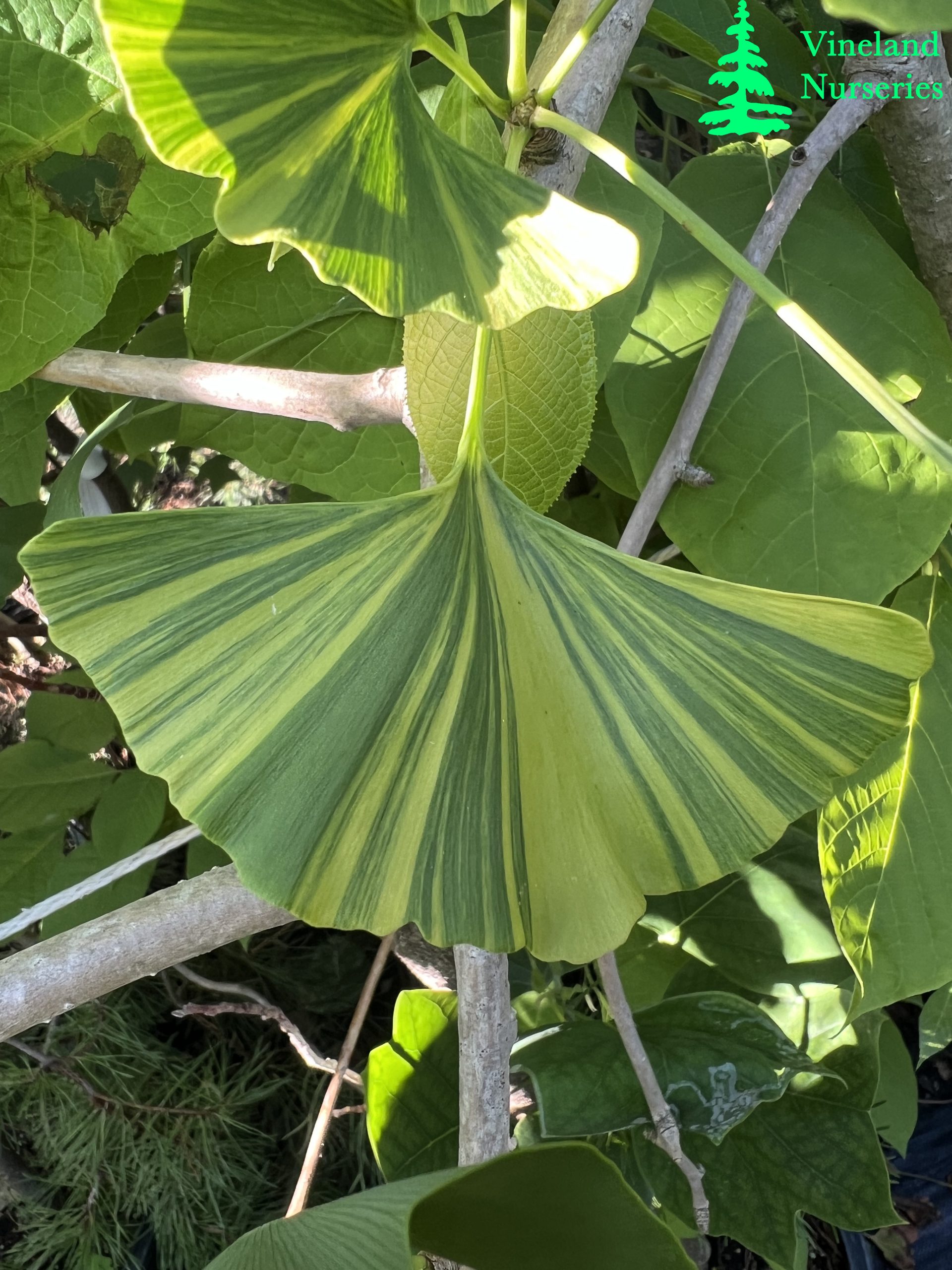 Ginkgo Biloba Roswitha