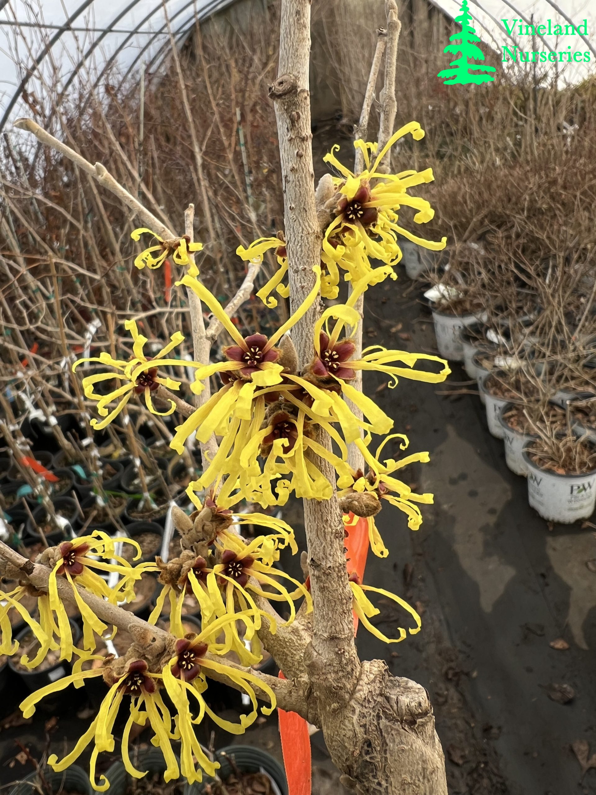 Hamamelis Mollis Wisley Supreme 1