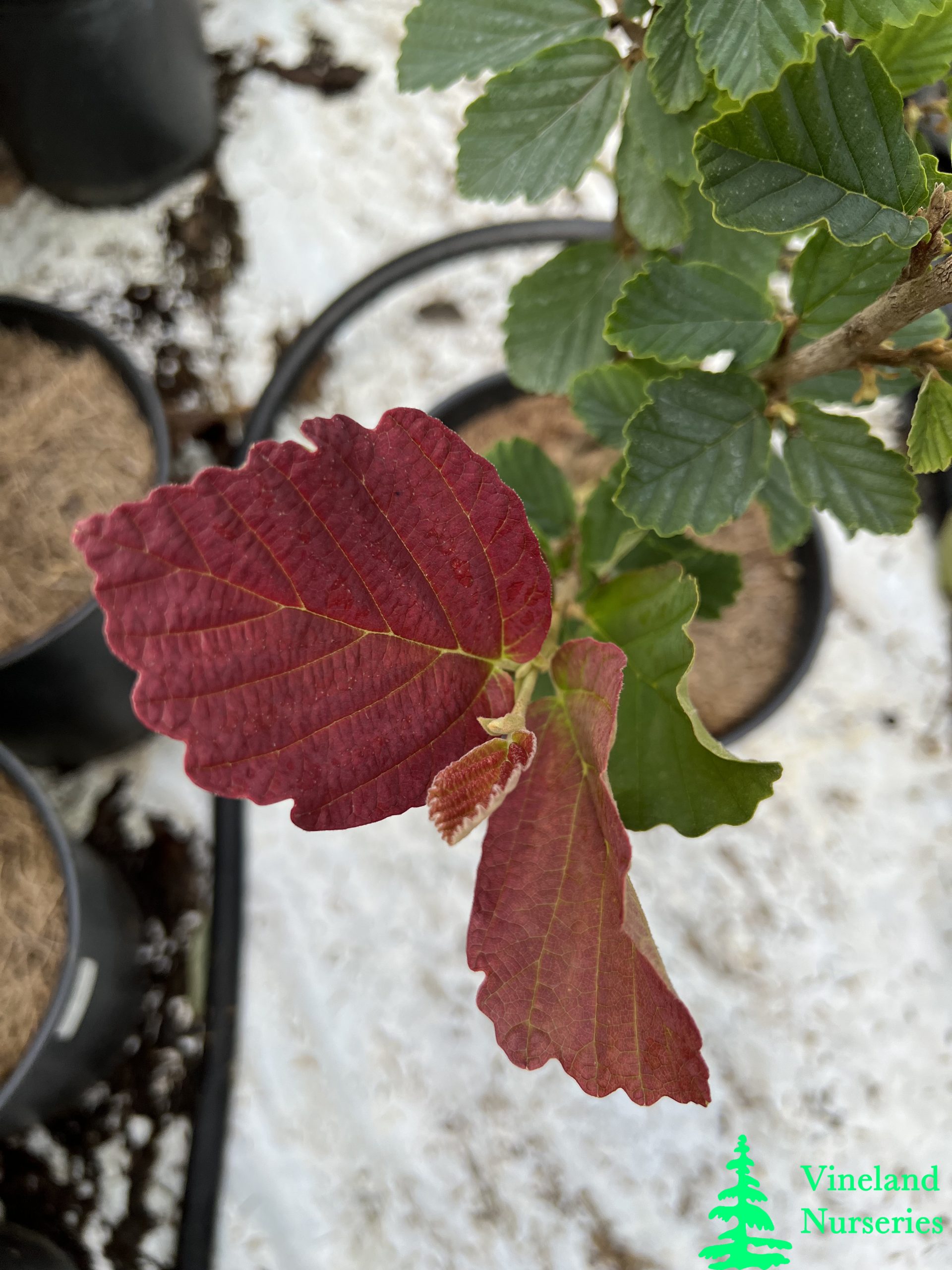 Hamamelis Vernalis Burnt Mahogany 1