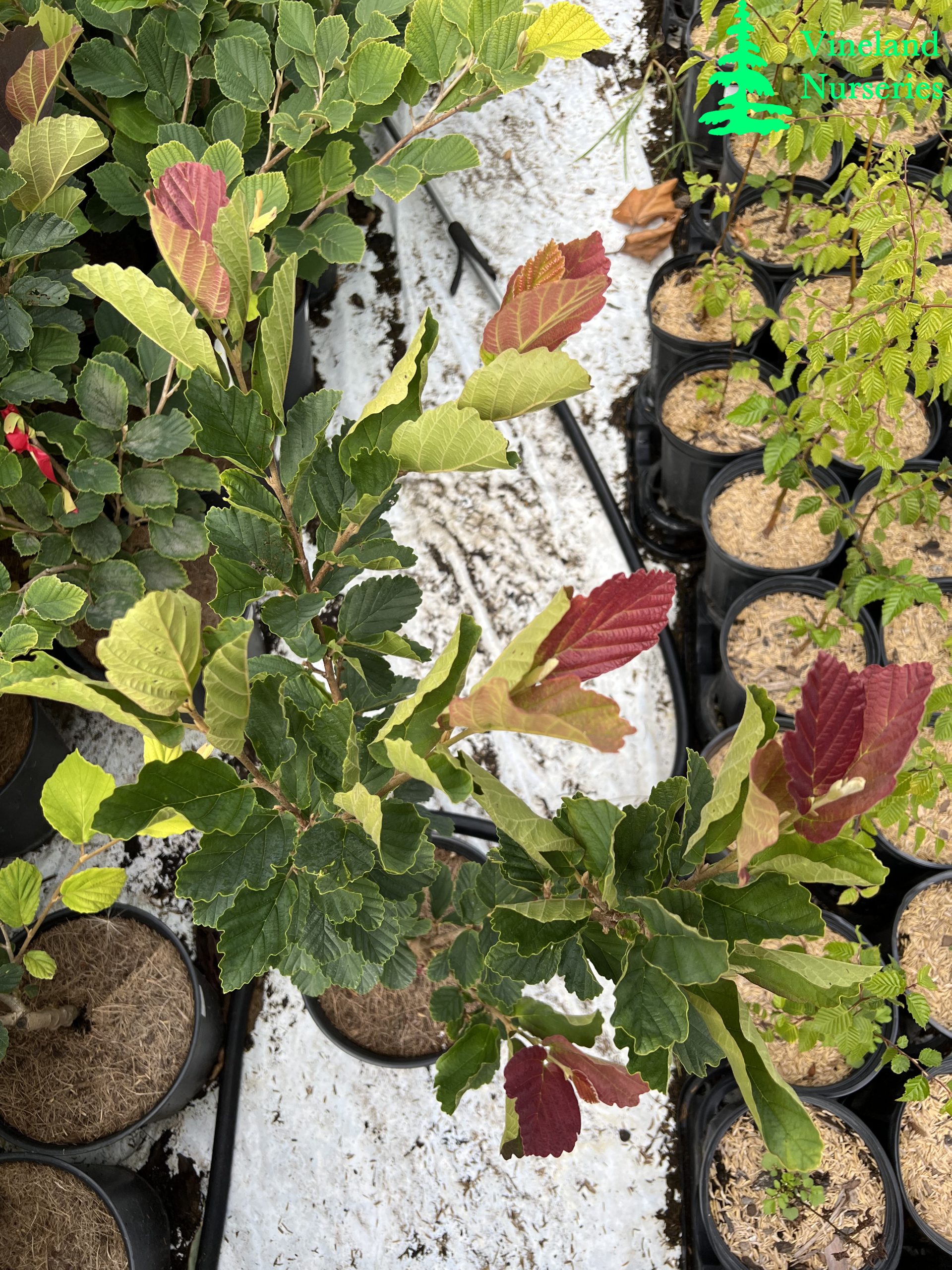 Hamamelis Vernalis Burnt Mahogany 2