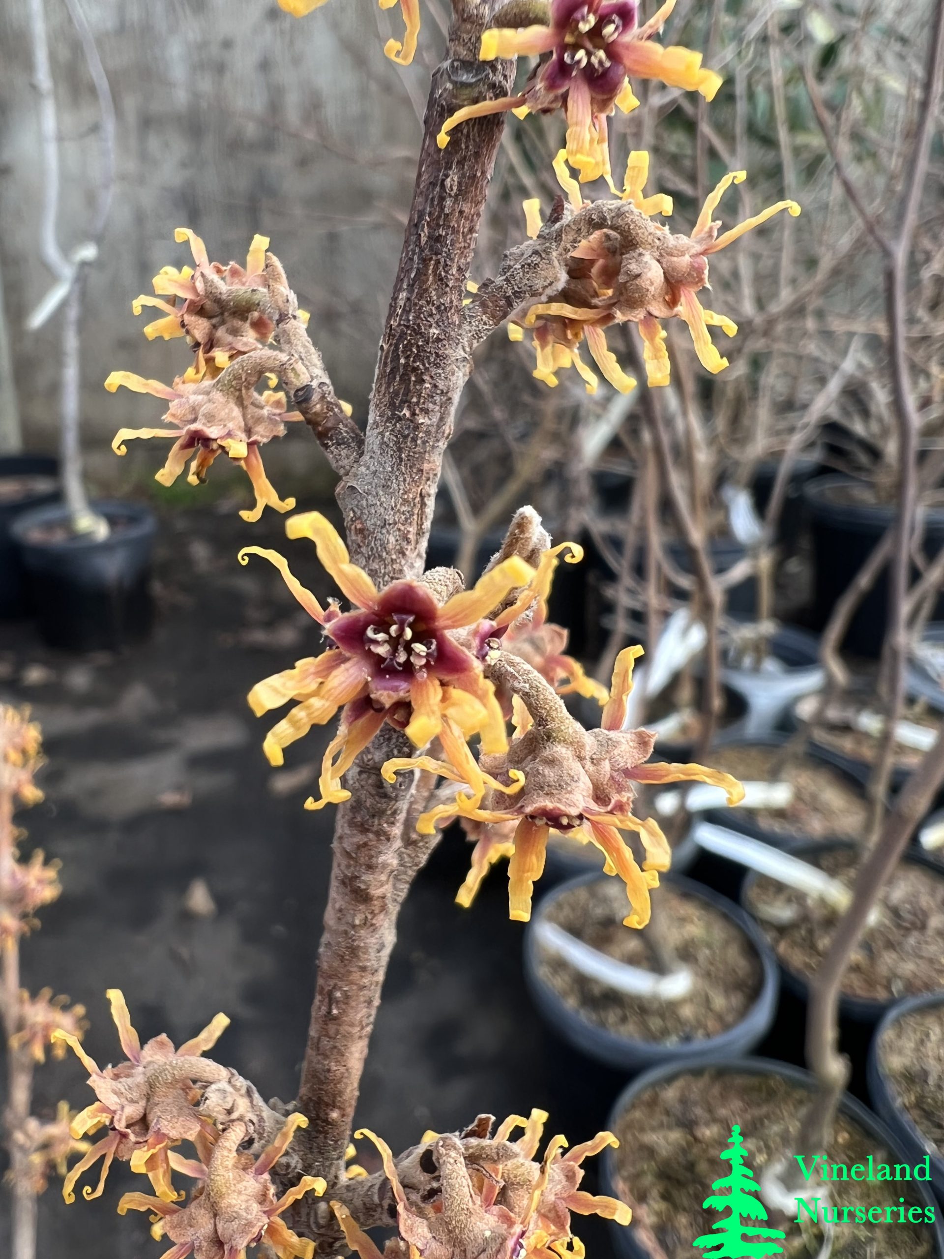 Hamamelis Vernalis Burnt Mahogany 3