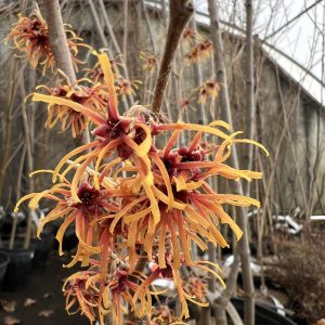 Hamamelis Vernalis Dishi 2
