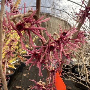 Hamamelis Vernalis Girard Purple 1