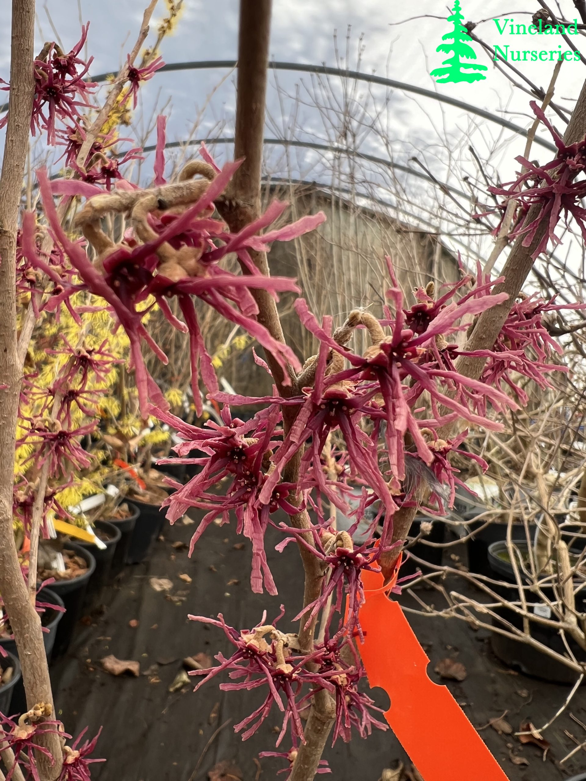 Hamamelis Vernalis Girard Purple 1