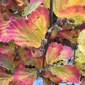 Hamamelis Vernalis Kohankie Red
