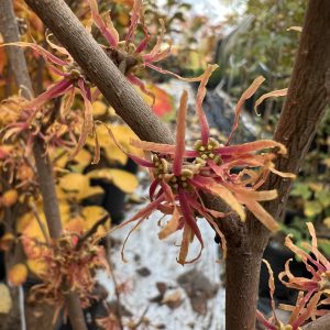 Hamamelis Virginiana Copper Curls 1