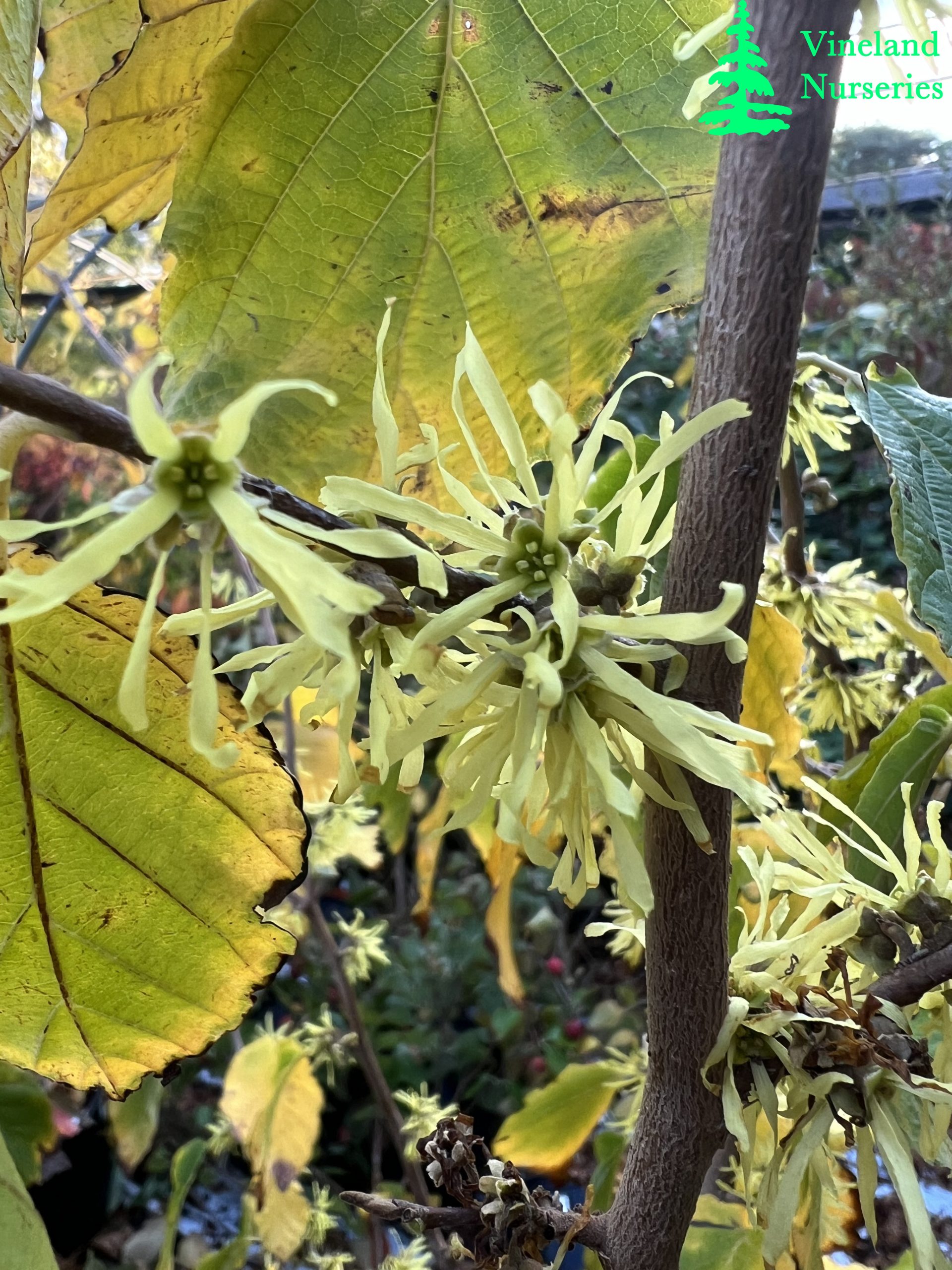 Hamamelis Virginiana Harvest Moon 1