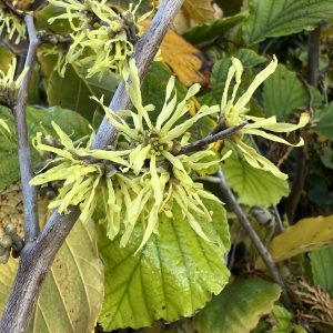 Hamamelis Virginiana Harvest Moon 2