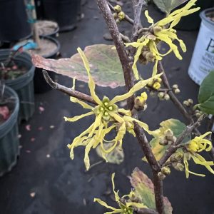 Hamamelis Virginiana Ice Queen
