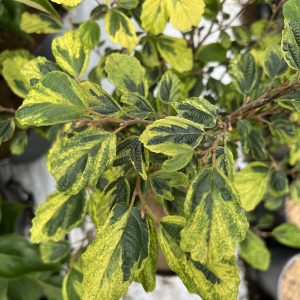 Hamamelis Virginiana Little Prospect 2