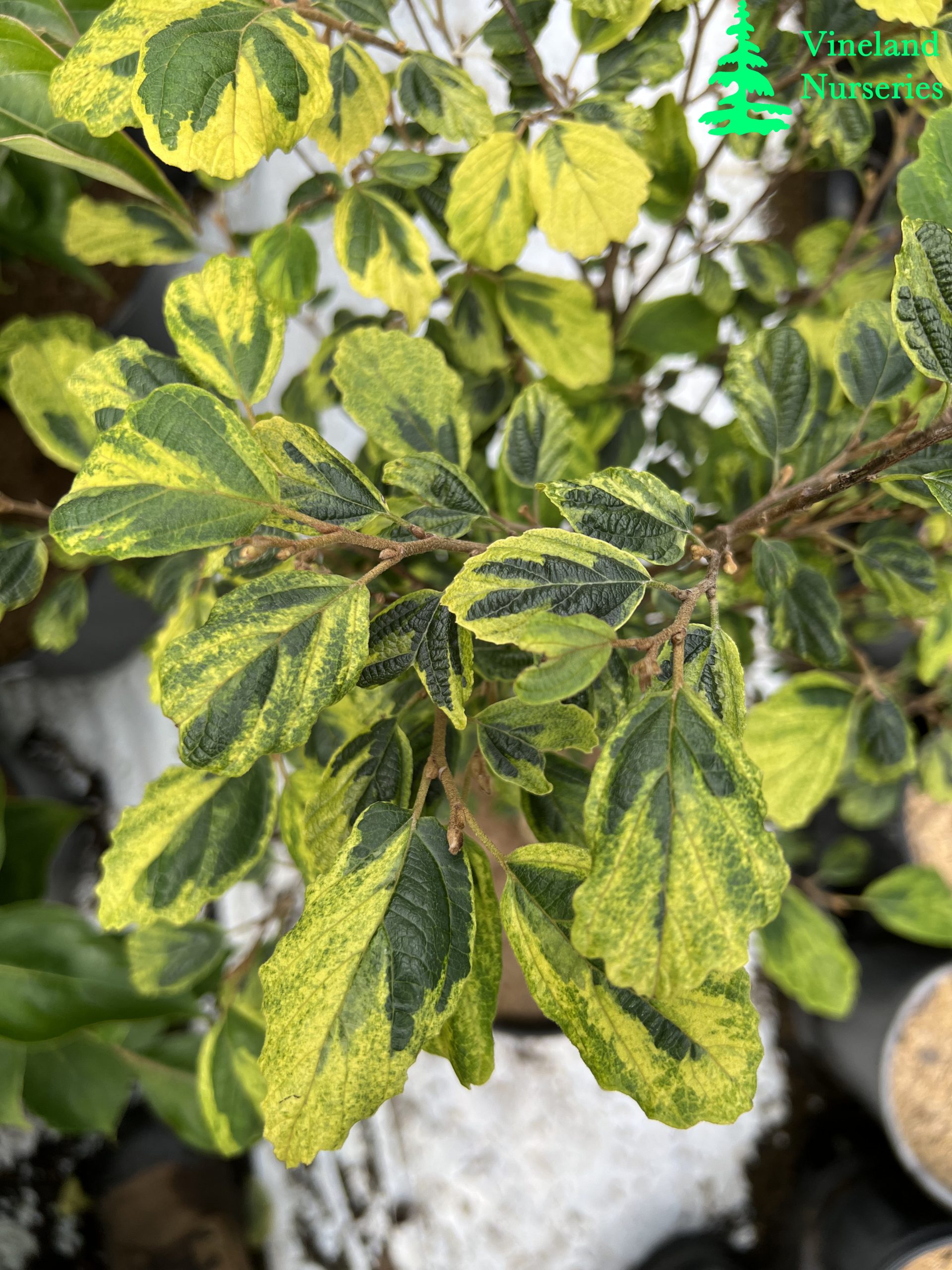Hamamelis Virginiana Little Prospect 2