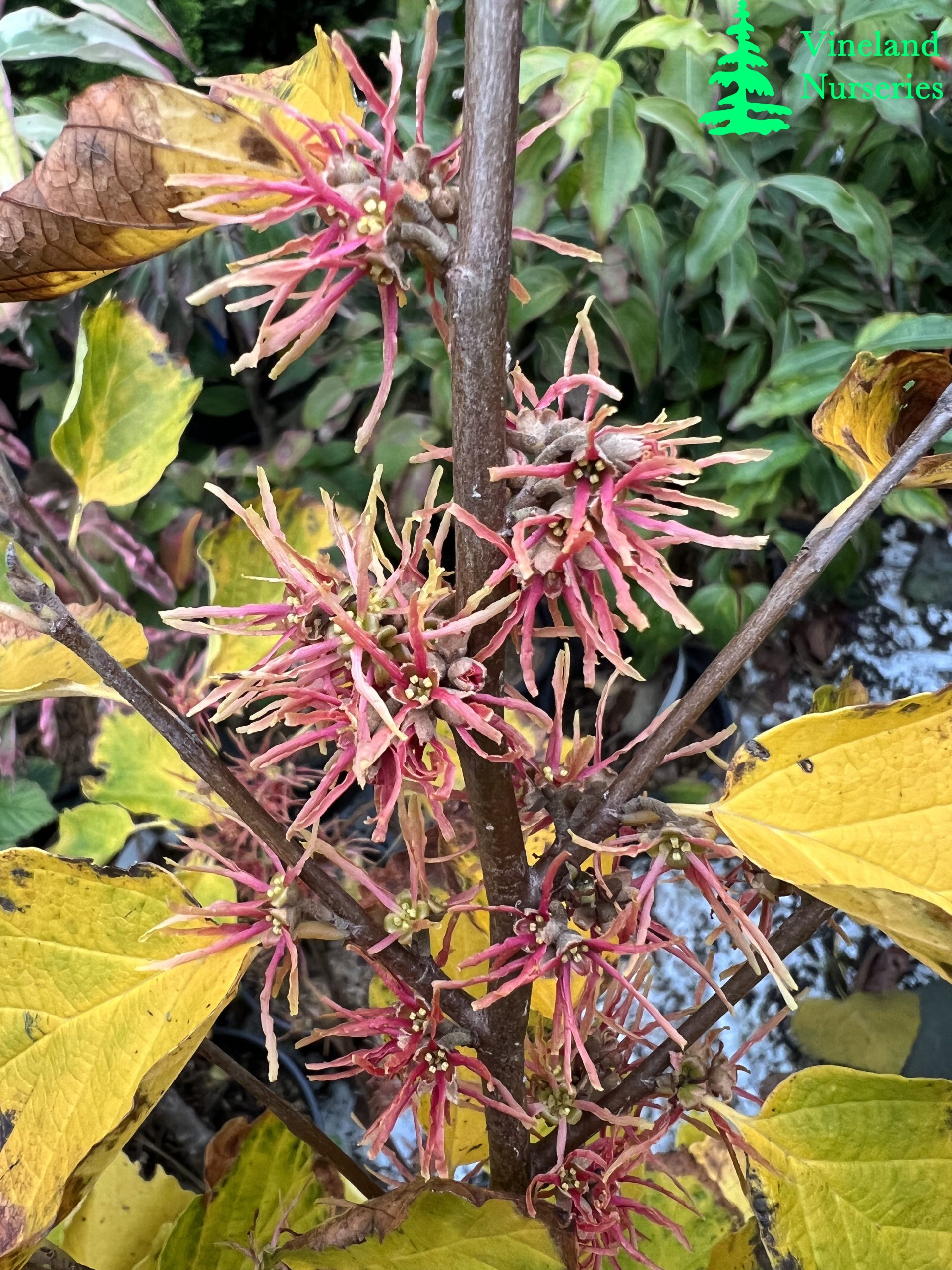 Hamamelis Virginiana Mohonk Red 1